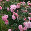 Rosier Bonica – Image 2