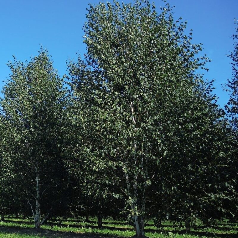 Bouleau de l'Himalaya - Betula