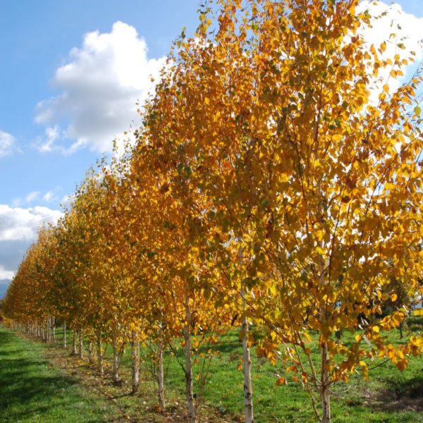 Bouleau de l'Himalaya - Betula – Image 3