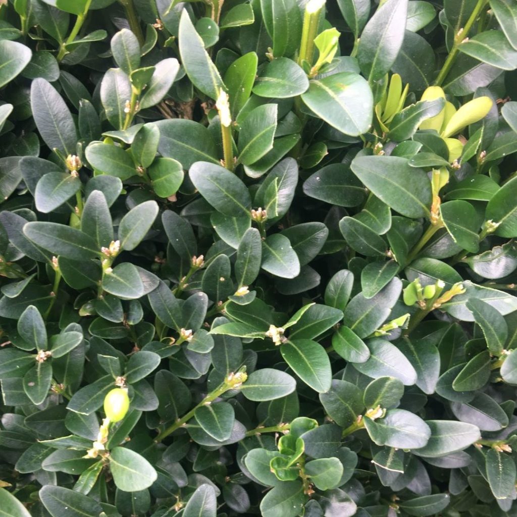 Sceau de Salomon Polygonatum Gardencenter.ch