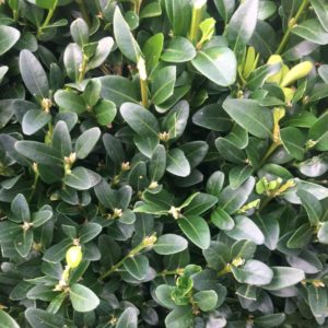 Buis commun - Buxus