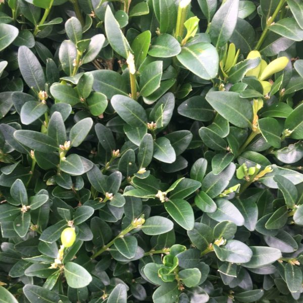 Buis commun - Buxus