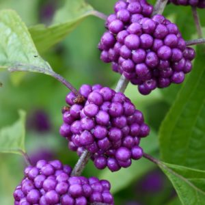 Arbre aux bonbons 'Profusion' - Callicarpa
