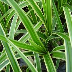 Laîche  - Carex morrowii 'Variegata' BIO