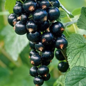 Cassissier Titania - Ribes