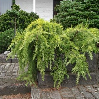 Cèdre de l'Himalaya 'Golden Horizon' - Cedrus