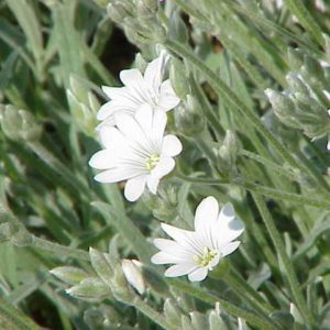 Céraiste cotonneux - Cerastium