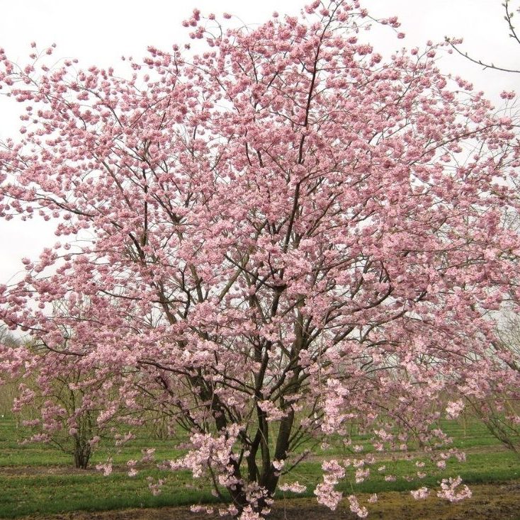 PRUNUS ACCOLADE (Cerisier à fleurs du Japon Accolade)