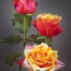 Rosier Cherry Brandy