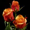 Rosier Cherry Brandy – Image 2