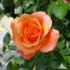 Rosier Cherry Brandy – Image 3