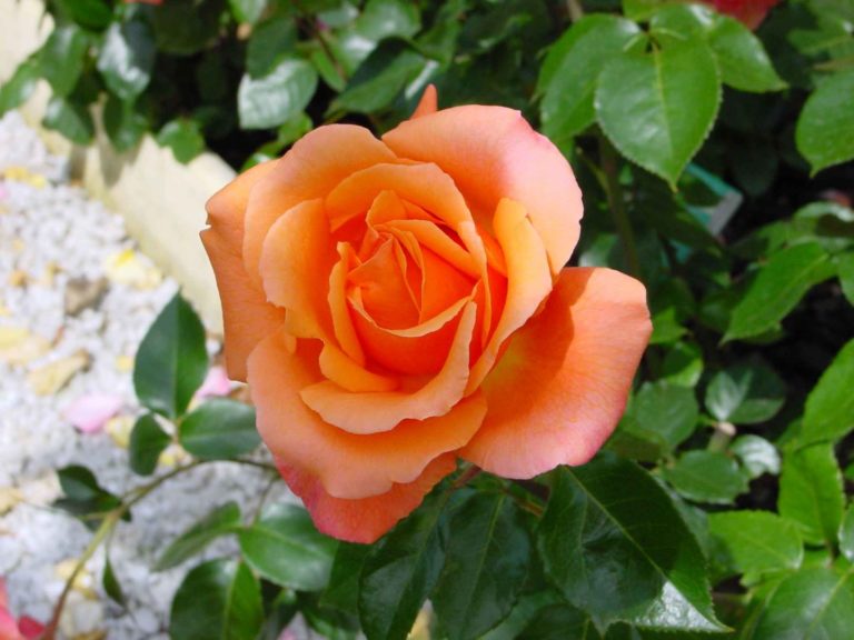 Rosier Cherry Brandy – Image 3