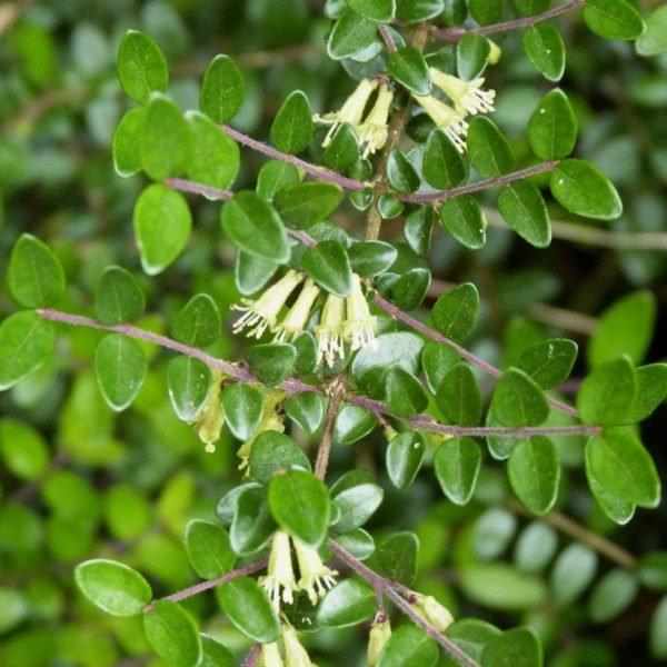 Chèvrefeuille à cupules - Lonicera