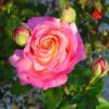 Rosier Chicago Peace – Image 2