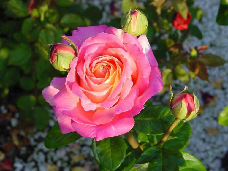 Rosier Chicago Peace – Image 2