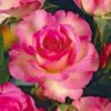 Rosier Chicago Peace – Image 3