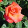 Rosier Christophe Colomb