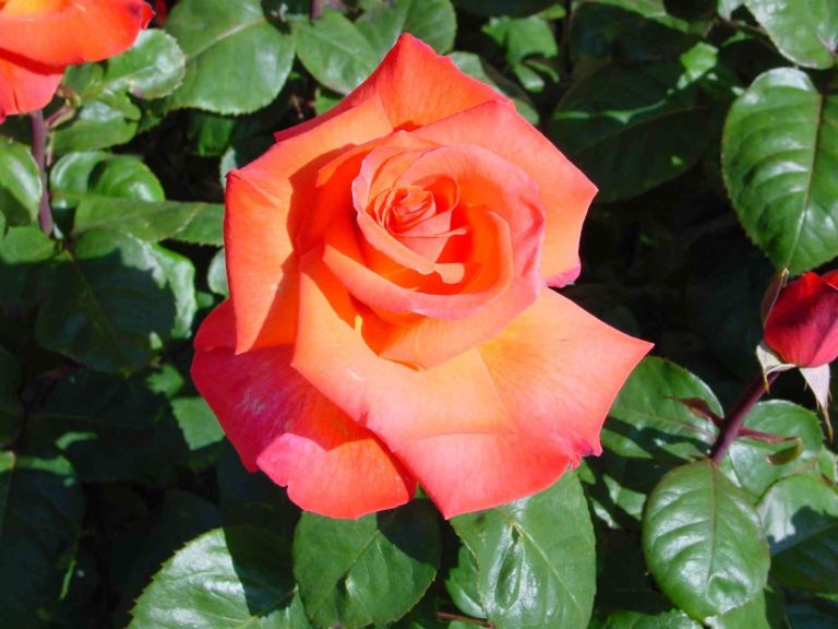 Rosier Christophe Colomb