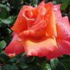 Rosier Christophe Colomb – Image 2