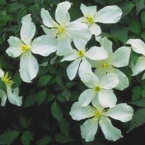 Clématite des montagnes 'Grandiflora' - Clematis