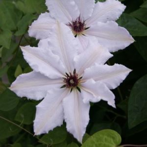 Clématite 'Miss Bateman' - Clematis