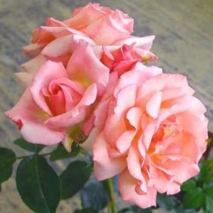 Rosier Compassion