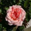 Rosier Compassion – Image 2