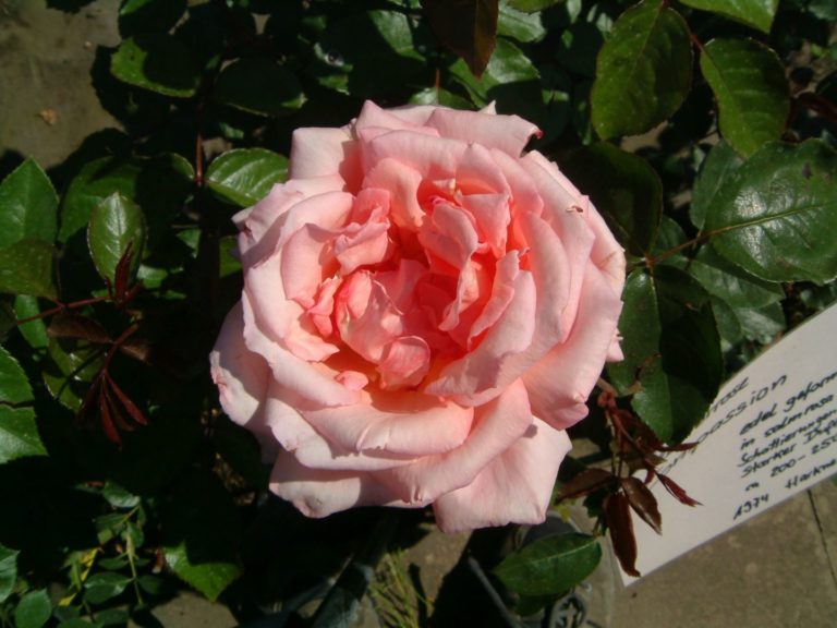 Rosier Compassion – Image 2