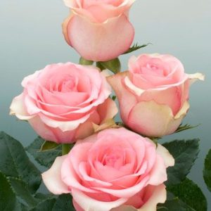 Rosier Coppelia 76
