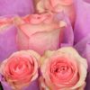 Rosier Coppelia 76 – Image 2