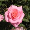Rosier Coppelia 76 – Image 3