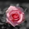 Rosier Coppelia 76 – Image 4