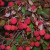 Cornouiller du Japon - Cornus – Image 2