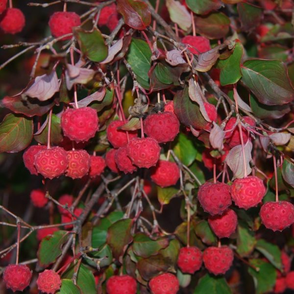 Cornouiller du Japon - Cornus – Image 2