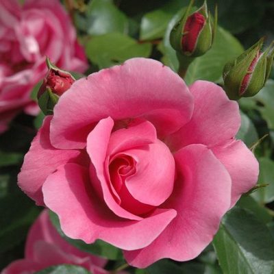 Rosier Deborah