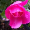 Rosier Deborah – Image 3