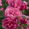 Rosier Deborah – Image 2
