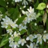 Deutzia grêle- Bio Le Bourgeon