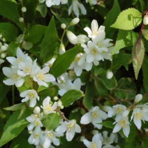 Deutzia grêle- Bio Le Bourgeon