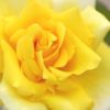Rosier Duftgold – Image 2
