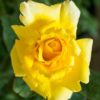 Rosier Duftgold