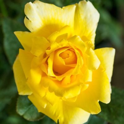 Rosier Duftgold