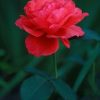 Rosier Duftwolke – Image 2