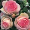 Rosier Eden rose – Image 2