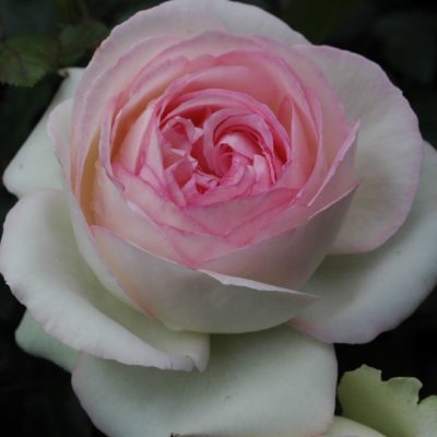 Rosier Eden rose