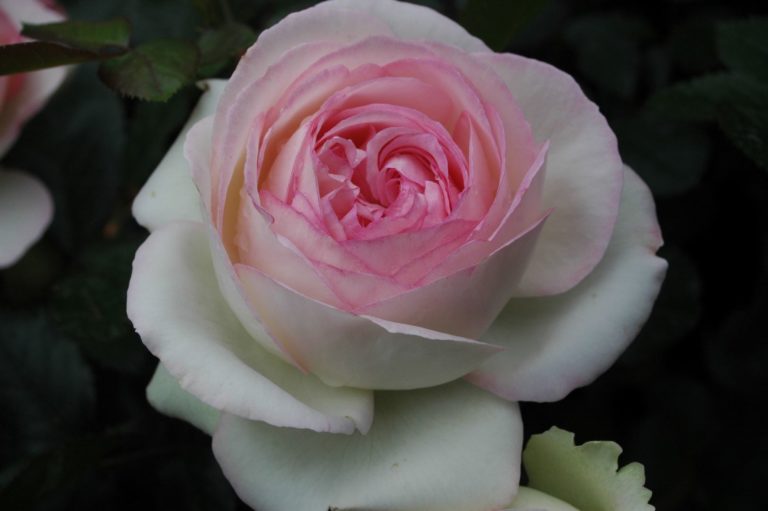 Rosier Eden rose