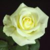 Rosier Elina – Image 3