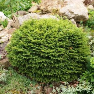 Epicéa rouge 'Nidiformis' - Picea