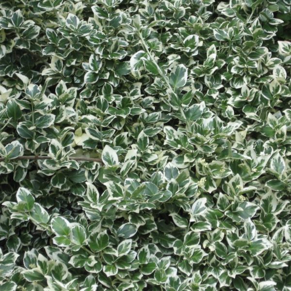 Fusain persistant 'Emerald Gaiety' - Euonymus