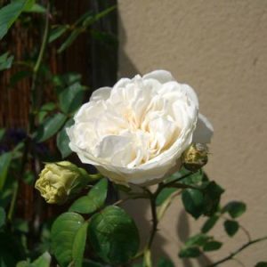 Rosier Evening star